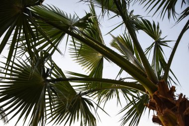  Tropikal palmiyeler cennet dallarını terk eder