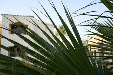  Tropikal palmiyeler cennet dallarını terk eder