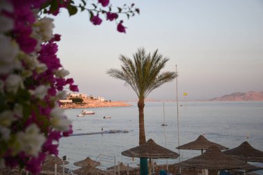  Tropikal palmiyeler cennet dallarını terk eder