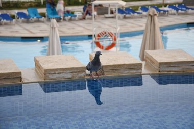 Yüzme havuzu tatilinden kalma güvercin içme suyu.