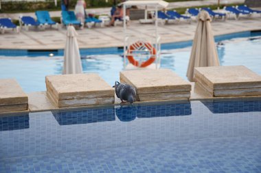 Yüzme havuzu tatilinden kalma güvercin içme suyu.