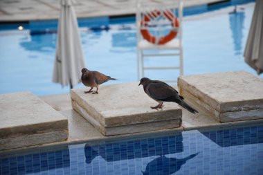 Yüzme havuzu tatilinden kalma güvercin içme suyu.