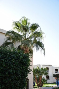  Tropikal palmiyeler cennet dallarını terk eder