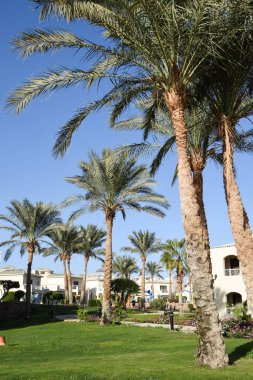  Tropikal palmiyeler cennet dallarını terk eder