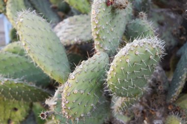 Çölde iğneli yeşil kaktüs