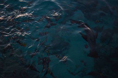 Deniz suyundaki balıklar vahşi yaşam