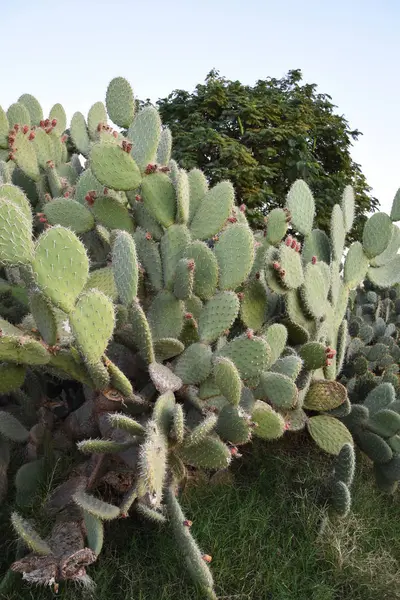 Cactus Verde Con Aghi Nel Deserto — Foto Stock