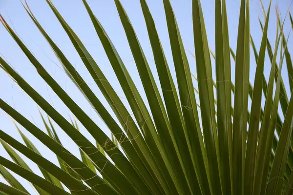 Тропічні Долоні Листя Гілка Раю — стокове фото