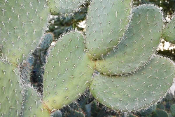 Cacto Verde Com Agulhas Deserto — Fotografia de Stock