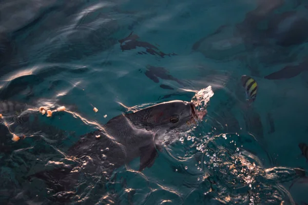 Fisk Vid Havet Vatten Vilda Djur — Stockfoto