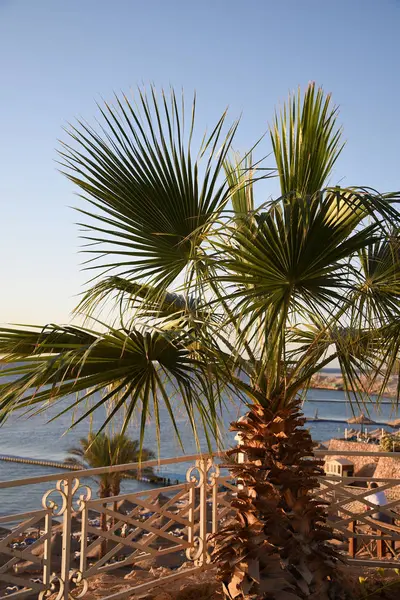 Tropical Palms Leaves Branch Paradise — Stock Photo, Image