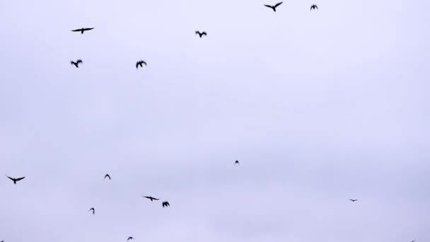 Mavi Beyaz Gökyüzünde Uçan Kara Kuşlar Daha Sıcak Iklimlere Uçarlar — Stok video