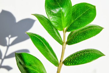 Beyaz zemin üzerinde su damlaları bulunan muhteşem ev bitkileri Zamioculcas.