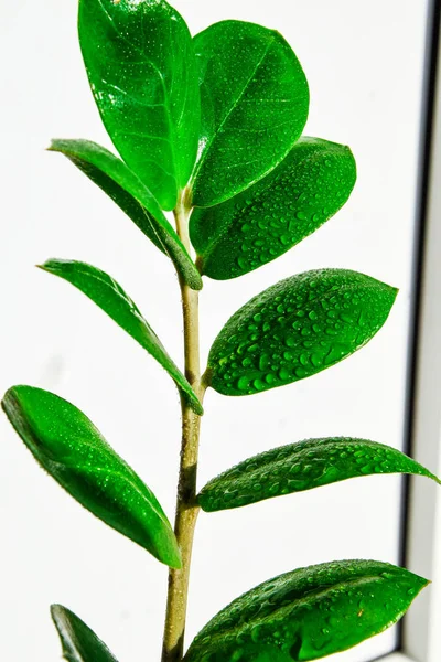 Nádherné domácí rostliny Zamioculcas s kapkami vody na bílém pozadí s kopírovacím prostorem — Stock fotografie