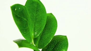 Muhteşem ev bitkileri Zamioculcas beyaz arka planda ıslanır, yeşil yapraklar ve üzerine su damlayan dallar bahar çiçekleri.