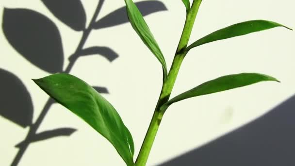 Zamioculcas tropical branche végétale avec des feuilles sur fond blanc, feuilles vertes, ombre 
