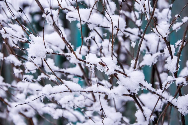 Os ramos de uma árvore são cobertos da geada no inverno, árvores geladas na floresta nevada — Fotografia de Stock