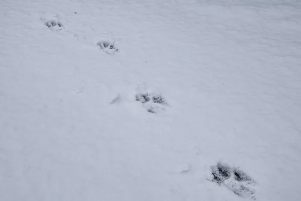 Bandiera dell'impronta del cane. Modello su sfondo bianco. Simbolo della stagione invernale. Tempo nevoso — Foto Stock