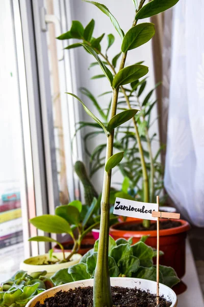 Plantas Verdes Flores Peitoril Janela Apartamento Cidade Zamioculcas Tropicais Folhas — Fotografia de Stock