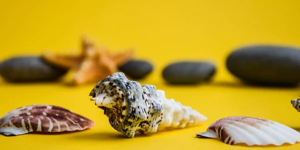 Nautical Marrine Concept Sea Shell Stones Yellow Background Copy Space — Stock Photo, Image