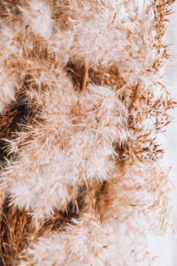 Mavi gökyüzü arka planında seçici odak bej kamış. Güzel doğa akımı dekoru. Minimalist nötr konsept. Yakın çekim, kışın kuru boğa koşusu. Küçük alan derinliği