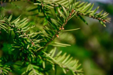 Çam ağacının dalları yumuşak yeşil, seçici odaklı iğneler ilkbahar güneşinde yumuşaklıklar, metin için boşluk kopyalama