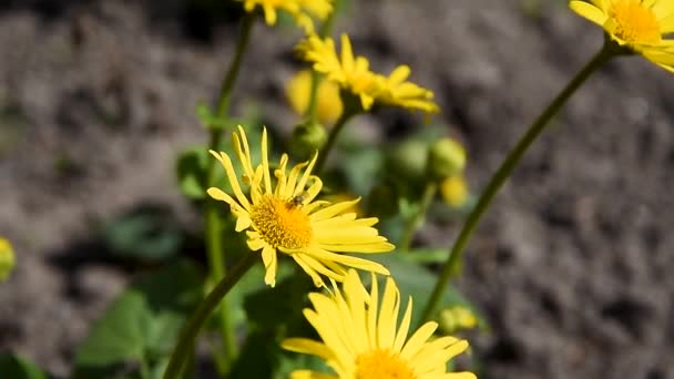 Uma mosca recolhe néctar de uma flor de dente de leão, flores Doronicum no jardim, flores amarelas, balançando no vento — Vídeo de Stock