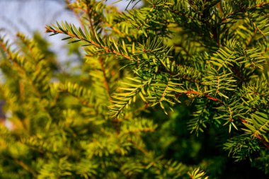 Çam ağacının dalları yumuşak yeşil, seçici odaklı iğneler ilkbahar güneşinde yumuşaklıklar, metin için boşluk kopyalama