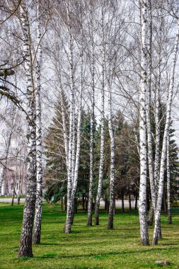 İlkbaharda huş ağacında huş ağacının siyah ve beyaz kabuğuna sahip genç huş ağaçları diğer huş ağaçlarının arka planına karşı, eski bir huş ağacının gövdesine yakın.