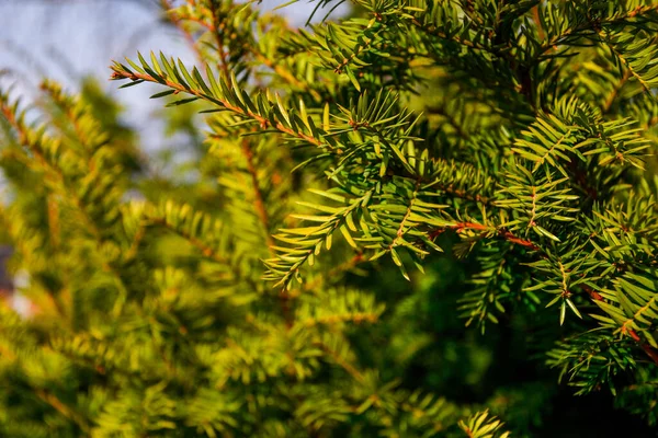 Çam Ağacının Dalları Yumuşak Yeşil Seçici Odaklı Iğneler Ilkbahar Güneşinde — Stok fotoğraf