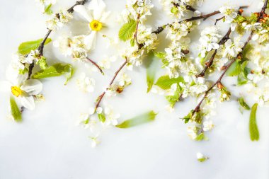 Bahar çiçeği konsepti. Kayısı çiçeği beyaz su arka planında, çiçek açmış, bahar zamanı, seçici odak