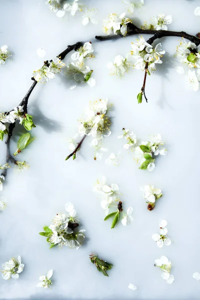 Delicadas Flores Blancas Rosadas Con Hojas Verdes Agua Blanca Concepto — Foto de Stock