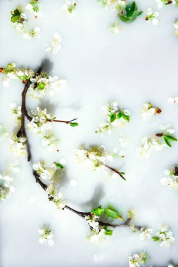 Beyaz suda yeşil yapraklı narin beyaz ve pembe çiçekler. Çiçek konseptinde. Mevsimsel soyut arka plan. Bahar havası, bahar zamanı.