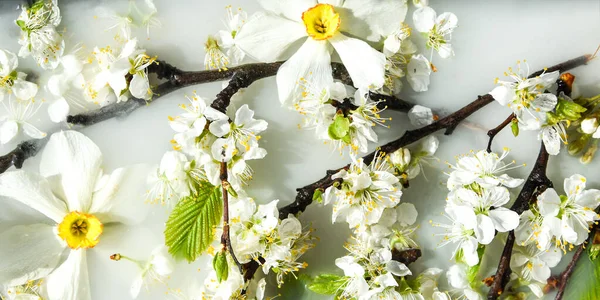 Frühjahrsblütenkonzept Aprikosenkirschblüte Blume Auf Weißem Wasser Hintergrund Der Blüte Blumen — Stockfoto