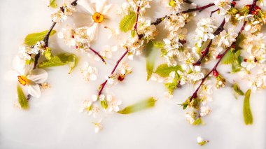 Bahar çiçeği konsepti. Kayısı çiçeği beyaz su arka planında, çiçek açmış, bahar zamanı, seçici odak