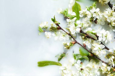 Bahar çiçeği konsepti. Kayısı çiçeği beyaz su arka planında, çiçek açmış, bahar zamanı, seçici odak