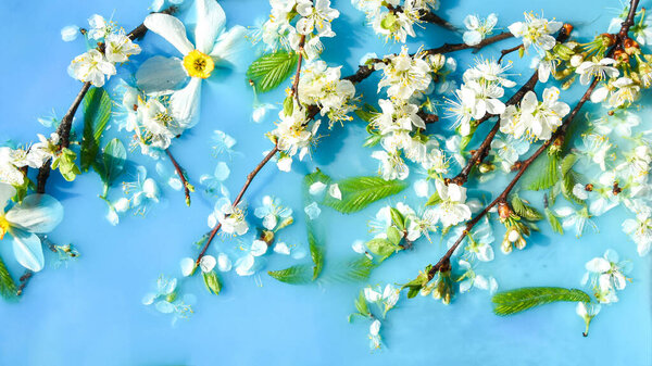 Delicate white and pink flowers with green leaves in blue water. In bloom concept. Seasonal abstract background. Spring mood, spring time