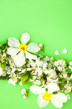 Bahar çiçeği konsepti. Yeşil arka planda kayısı çiçeği, çiçek, bahar zamanı, seçici odak, metin için kopyalama alanı