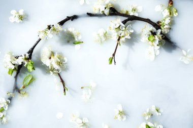 Beyaz suda yeşil yapraklı narin beyaz ve pembe çiçekler. Çiçek konseptinde. Mevsimsel soyut arka plan. Bahar havası, bahar zamanı.