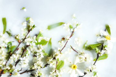 Bahar çiçeği konsepti. Kayısı çiçeği beyaz su arka planında, çiçek açmış, bahar zamanı, seçici odak