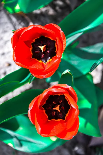 Tulipas Vermelhas Close Tulipa Botão Aberta Fechada Flores Tulipa Brilhantes — Fotografia de Stock
