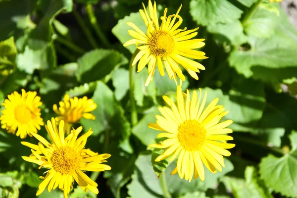 Una Abeja Recoge Néctar Una Flor Diente León Flores Doronikum —  Fotos de Stock