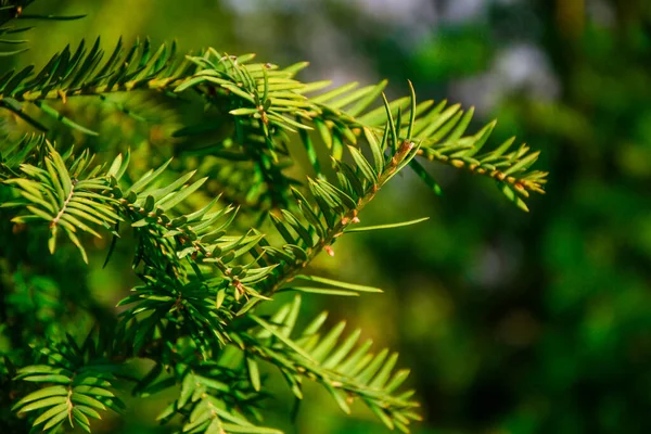 Filialer Tall Barr Med Mjuk Grön Selektiv Fokus Softwoods Vårsolen — Stockfoto