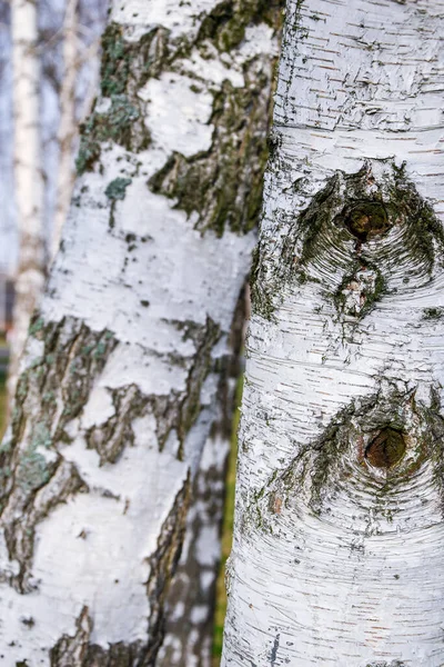 白樺林の春に他の白樺の背景に黒と白の白樺の樹皮を持つ若い白樺の実 古い白樺の幹のクローズアップ — ストック写真