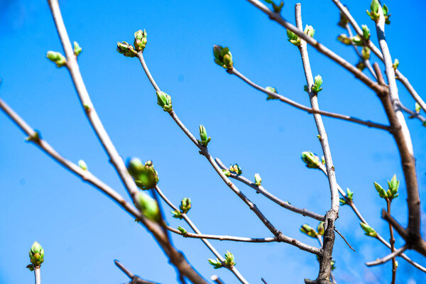 Цветущие деревья, природа, небо, березы, огонь, дракон, листва, весна, солнце, почки, дорога, листья, облака, цветы, трава, над облаками, перья вишня черно-белая природа небо листва весенние солнечные почки листья облака селективного фокуса

