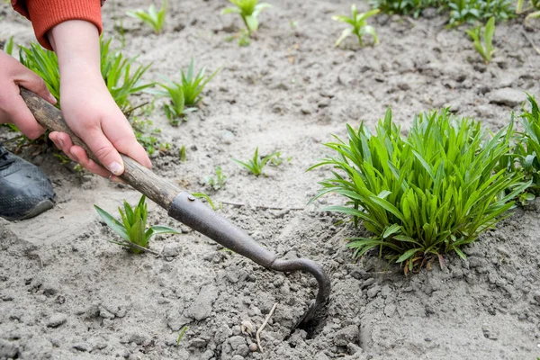 Cropped Hand On Person Gardening On Field, plant vegetable, home garden, spring time