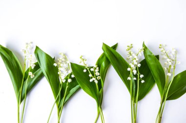 Vadi çiçeğinin zambağı beyaz arkaplanda izole edilmiş. Metin, bahar zamanı, üst görünüm için kopyalama alanı var.