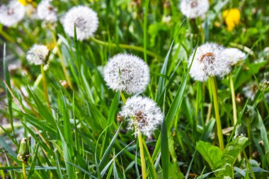 Uzun yeşil çimlerde beyaz tüylü karahindibalar, yeşil arkaplanda solmuş karahindiba, Bokeh 'li güneş ışığı, kopyalama alanı, seçici odak