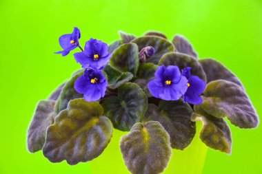 Çiçek bahçesi bitkisi taze, mavi mor çiçekli yeşil tencere arkaplanı, bahar baharı bahçıvanlığı, ev çiçekleri, metin için kopya alanı