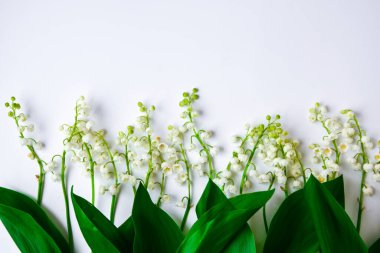 Vadi çiçeğinin zambağı beyaz arkaplanda izole edilmiş. Metin, bahar zamanı, üst görünüm için kopyalama alanı var.